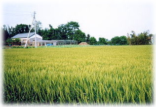 ５月花掛けの時期